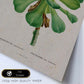 Lámina Naturaleza - 010. Pósters con ilustraciones en acuarela de Pierre-Joseph Redouté.-Artwork-Nacnic-Nacnic Estudio SL