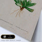 Lámina Naturaleza - 018. Pósters con ilustraciones en acuarela de Pierre-Joseph Redouté.-Artwork-Nacnic-Nacnic Estudio SL