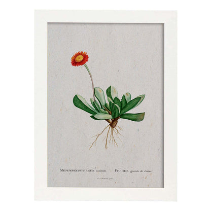 Lámina Naturaleza - 018. Pósters con ilustraciones en acuarela de Pierre-Joseph Redouté.-Artwork-Nacnic-A4-Marco Blanco-Nacnic Estudio SL