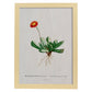 Lámina Naturaleza - 018. Pósters con ilustraciones en acuarela de Pierre-Joseph Redouté.-Artwork-Nacnic-A4-Marco Madera clara-Nacnic Estudio SL