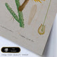 Lámina Naturaleza - 019. Pósters con ilustraciones en acuarela de Pierre-Joseph Redouté.-Artwork-Nacnic-Nacnic Estudio SL