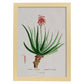 Lámina Naturaleza - 020. Pósters con ilustraciones en acuarela de Pierre-Joseph Redouté.-Artwork-Nacnic-A4-Marco Madera clara-Nacnic Estudio SL