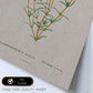 Lámina Naturaleza - 022. Pósters con ilustraciones en acuarela de Pierre-Joseph Redouté.-Artwork-Nacnic-Nacnic Estudio SL