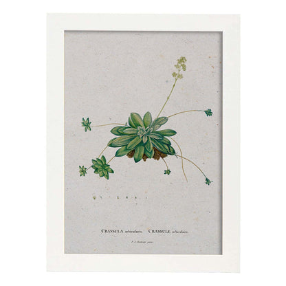 Lámina Naturaleza - 023. Pósters con ilustraciones en acuarela de Pierre-Joseph Redouté.-Artwork-Nacnic-A4-Marco Blanco-Nacnic Estudio SL