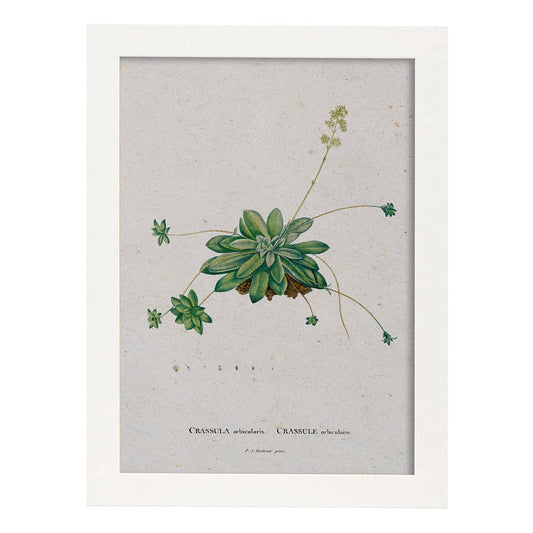 Lámina Naturaleza - 023. Pósters con ilustraciones en acuarela de Pierre-Joseph Redouté.-Artwork-Nacnic-A4-Marco Blanco-Nacnic Estudio SL