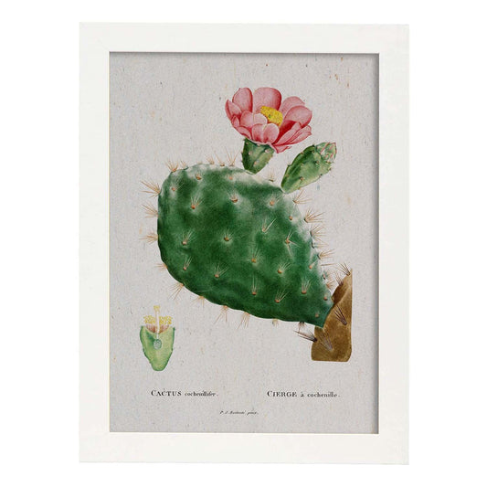 Lámina Naturaleza - 028. Pósters con ilustraciones en acuarela de Pierre-Joseph Redouté.-Artwork-Nacnic-A4-Marco Blanco-Nacnic Estudio SL
