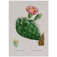 Lámina Naturaleza - 028. Pósters con ilustraciones en acuarela de Pierre-Joseph Redouté.-Artwork-Nacnic-A4-Sin marco-Nacnic Estudio SL