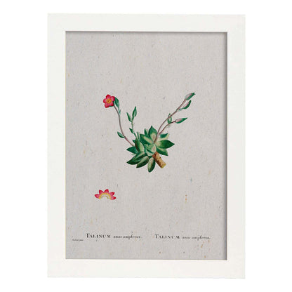 Lámina Naturaleza - 030. Pósters con ilustraciones en acuarela de Pierre-Joseph Redouté.-Artwork-Nacnic-A4-Marco Blanco-Nacnic Estudio SL