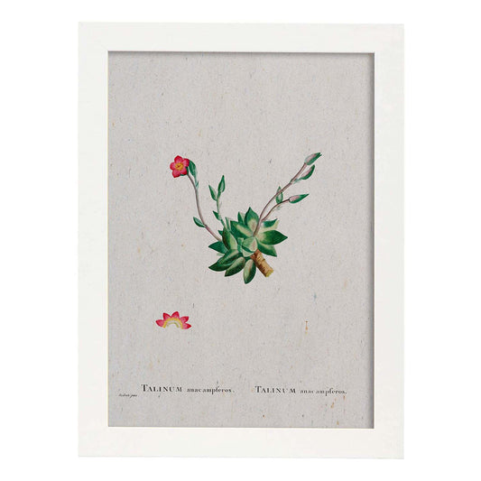 Lámina Naturaleza - 030. Pósters con ilustraciones en acuarela de Pierre-Joseph Redouté.-Artwork-Nacnic-A4-Marco Blanco-Nacnic Estudio SL