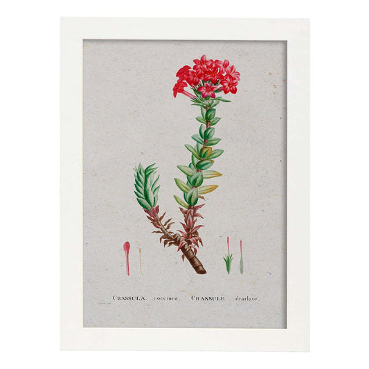 Lámina Naturaleza - 031. Pósters con ilustraciones en acuarela de Pierre-Joseph Redouté.-Artwork-Nacnic-A4-Marco Blanco-Nacnic Estudio SL
