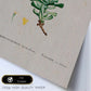 Lámina Naturaleza - 032. Pósters con ilustraciones en acuarela de Pierre-Joseph Redouté.-Artwork-Nacnic-Nacnic Estudio SL