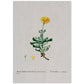 Lámina Naturaleza - 032. Pósters con ilustraciones en acuarela de Pierre-Joseph Redouté.-Artwork-Nacnic-A4-Sin marco-Nacnic Estudio SL
