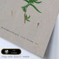Lámina Naturaleza - 033. Pósters con ilustraciones en acuarela de Pierre-Joseph Redouté.-Artwork-Nacnic-Nacnic Estudio SL