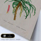 Lámina Naturaleza - 034. Pósters con ilustraciones en acuarela de Pierre-Joseph Redouté.-Artwork-Nacnic-Nacnic Estudio SL