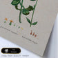 Lámina Naturaleza - 035. Pósters con ilustraciones en acuarela de Pierre-Joseph Redouté.-Artwork-Nacnic-Nacnic Estudio SL