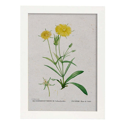 Lámina Naturaleza - 043. Pósters con ilustraciones en acuarela de Pierre-Joseph Redouté.-Artwork-Nacnic-A4-Marco Blanco-Nacnic Estudio SL