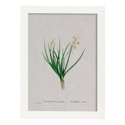 Lámina Naturaleza - 044. Pósters con ilustraciones en acuarela de Pierre-Joseph Redouté.-Artwork-Nacnic-A4-Marco Blanco-Nacnic Estudio SL