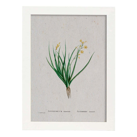 Lámina Naturaleza - 044. Pósters con ilustraciones en acuarela de Pierre-Joseph Redouté.-Artwork-Nacnic-A4-Marco Blanco-Nacnic Estudio SL