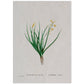 Lámina Naturaleza - 044. Pósters con ilustraciones en acuarela de Pierre-Joseph Redouté.-Artwork-Nacnic-A4-Sin marco-Nacnic Estudio SL