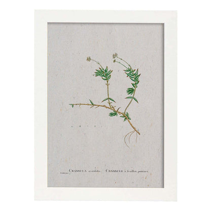 Lámina Naturaleza - 046. Pósters con ilustraciones en acuarela de Pierre-Joseph Redouté.-Artwork-Nacnic-A4-Marco Blanco-Nacnic Estudio SL