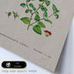 Lámina Naturaleza - 049. Pósters con ilustraciones en acuarela de Pierre-Joseph Redouté.-Artwork-Nacnic-Nacnic Estudio SL