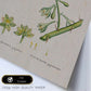 Lámina Naturaleza - 052. Pósters con ilustraciones en acuarela de Pierre-Joseph Redouté.-Artwork-Nacnic-Nacnic Estudio SL