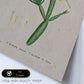 Lámina Naturaleza - 053. Pósters con ilustraciones en acuarela de Pierre-Joseph Redouté.-Artwork-Nacnic-Nacnic Estudio SL