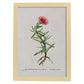Lámina Naturaleza - 055. Pósters con ilustraciones en acuarela de Pierre-Joseph Redouté.-Artwork-Nacnic-A4-Marco Madera clara-Nacnic Estudio SL