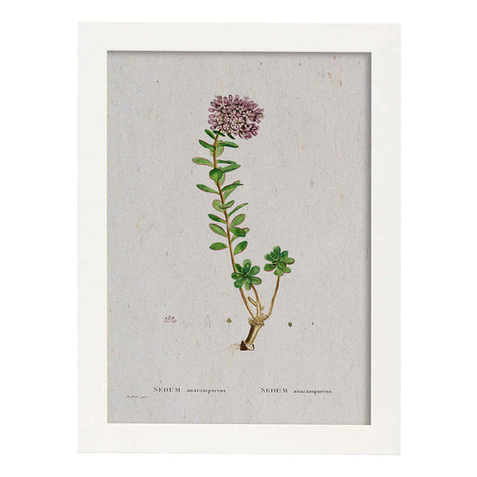 Lámina Naturaleza - 056. Pósters con ilustraciones en acuarela de Pierre-Joseph Redouté.-Artwork-Nacnic-A4-Marco Blanco-Nacnic Estudio SL