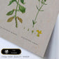 Lámina Naturaleza - 062. Pósters con ilustraciones en acuarela de Pierre-Joseph Redouté.-Artwork-Nacnic-Nacnic Estudio SL