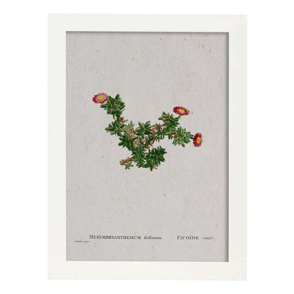 Lámina Naturaleza - 064. Pósters con ilustraciones en acuarela de Pierre-Joseph Redouté.-Artwork-Nacnic-A4-Marco Blanco-Nacnic Estudio SL