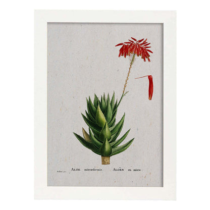 Lámina Naturaleza - 066. Pósters con ilustraciones en acuarela de Pierre-Joseph Redouté.-Artwork-Nacnic-A4-Marco Blanco-Nacnic Estudio SL