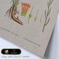 Lámina Naturaleza - 070. Pósters con ilustraciones en acuarela de Pierre-Joseph Redouté.-Artwork-Nacnic-Nacnic Estudio SL