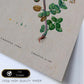 Lámina Naturaleza - 074. Pósters con ilustraciones en acuarela de Pierre-Joseph Redouté.-Artwork-Nacnic-Nacnic Estudio SL