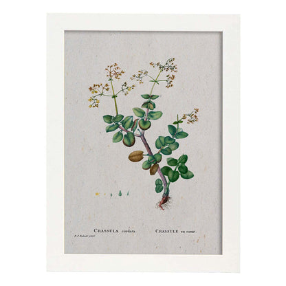 Lámina Naturaleza - 074. Pósters con ilustraciones en acuarela de Pierre-Joseph Redouté.-Artwork-Nacnic-A4-Marco Blanco-Nacnic Estudio SL