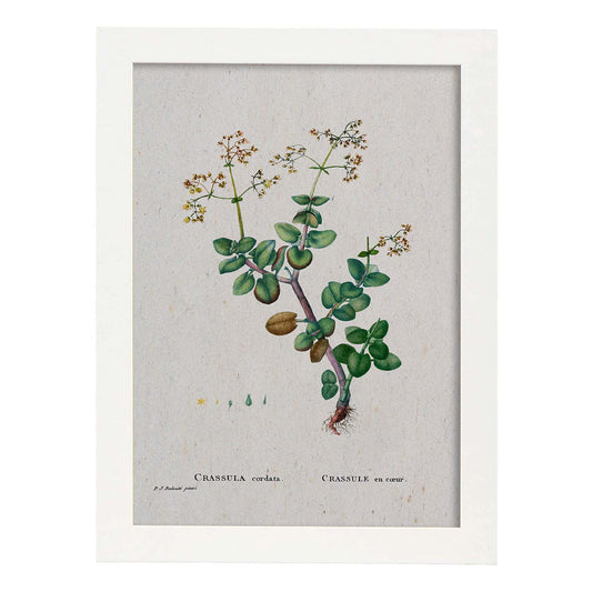 Lámina Naturaleza - 074. Pósters con ilustraciones en acuarela de Pierre-Joseph Redouté.-Artwork-Nacnic-A4-Marco Blanco-Nacnic Estudio SL