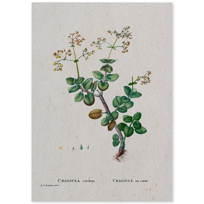 Lámina Naturaleza - 074. Pósters con ilustraciones en acuarela de Pierre-Joseph Redouté.-Artwork-Nacnic-A4-Sin marco-Nacnic Estudio SL