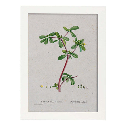 Lámina Naturaleza - 075. Pósters con ilustraciones en acuarela de Pierre-Joseph Redouté.-Artwork-Nacnic-A4-Marco Blanco-Nacnic Estudio SL