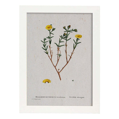 Lámina Naturaleza - 076. Pósters con ilustraciones en acuarela de Pierre-Joseph Redouté.-Artwork-Nacnic-A4-Marco Blanco-Nacnic Estudio SL