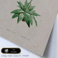 Lámina Naturaleza - 078. Pósters con ilustraciones en acuarela de Pierre-Joseph Redouté.-Artwork-Nacnic-Nacnic Estudio SL