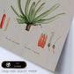 Lámina Naturaleza - 080. Pósters con ilustraciones en acuarela de Pierre-Joseph Redouté.-Artwork-Nacnic-Nacnic Estudio SL