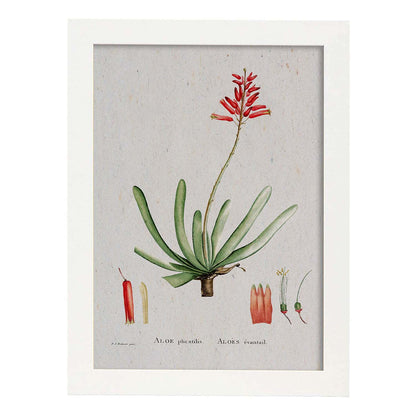 Lámina Naturaleza - 080. Pósters con ilustraciones en acuarela de Pierre-Joseph Redouté.-Artwork-Nacnic-A4-Marco Blanco-Nacnic Estudio SL