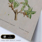 Lámina Naturaleza - 081. Pósters con ilustraciones en acuarela de Pierre-Joseph Redouté.-Artwork-Nacnic-Nacnic Estudio SL
