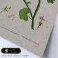 Lámina Naturaleza - 082. Pósters con ilustraciones en acuarela de Pierre-Joseph Redouté.-Artwork-Nacnic-Nacnic Estudio SL