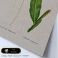 Lámina Naturaleza - 087. Pósters con ilustraciones en acuarela de Pierre-Joseph Redouté.-Artwork-Nacnic-Nacnic Estudio SL