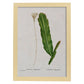 Lámina Naturaleza - 087. Pósters con ilustraciones en acuarela de Pierre-Joseph Redouté.-Artwork-Nacnic-A3-Marco Madera clara-Nacnic Estudio SL