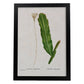 Lámina Naturaleza - 087. Pósters con ilustraciones en acuarela de Pierre-Joseph Redouté.-Artwork-Nacnic-A3-Marco Negro-Nacnic Estudio SL