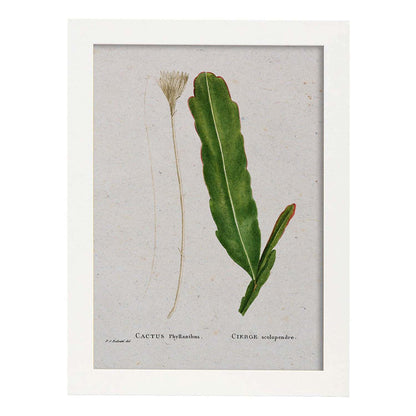 Lámina Naturaleza - 087. Pósters con ilustraciones en acuarela de Pierre-Joseph Redouté.-Artwork-Nacnic-A4-Marco Blanco-Nacnic Estudio SL