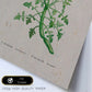 Lámina Naturaleza - 093. Pósters con ilustraciones en acuarela de Pierre-Joseph Redouté.-Artwork-Nacnic-Nacnic Estudio SL