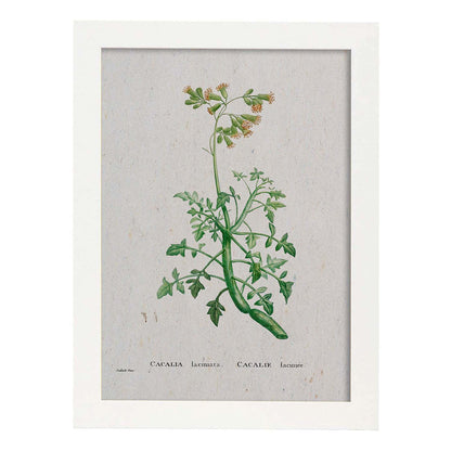 Lámina Naturaleza - 093. Pósters con ilustraciones en acuarela de Pierre-Joseph Redouté.-Artwork-Nacnic-A4-Marco Blanco-Nacnic Estudio SL